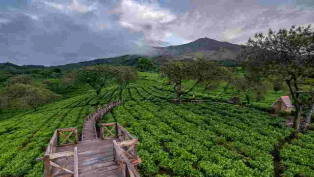 Eksplorasi Wisata Alam di Perkebunan Teh Wonosari Malang